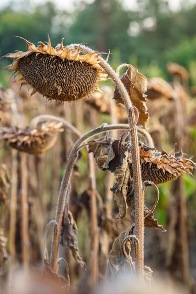Görünümü olgunlaşmış ayçiçeği bir fi hasat için hazır kadar kapatın