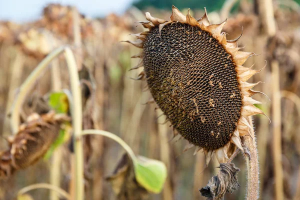 Close up view of ripened sunflowers ready for harvesting on a fi — Stock Photo, Image
