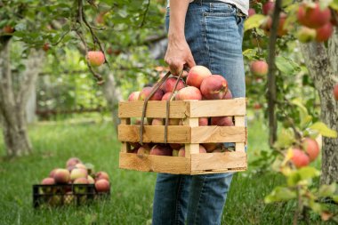Taze organik yaz elma Bahçe mezarda. Organik Tarım hasat çiftlik kavramı üzerinde toplama