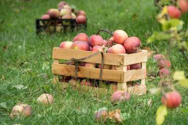 Taze organik sonbahar elma Bahçe mezarda. Organik tarım kavramı