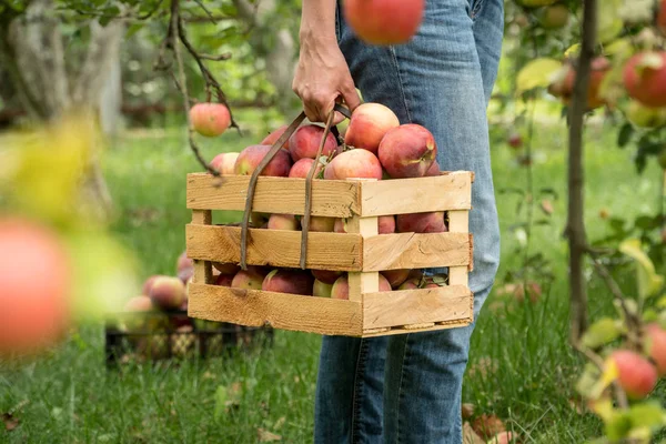 Μήλα Φρέσκα Βιολογικά Καλοκαίρι Ένα Ξύλινο Κουτί Στον Κήπο Συγκομιδή — Φωτογραφία Αρχείου