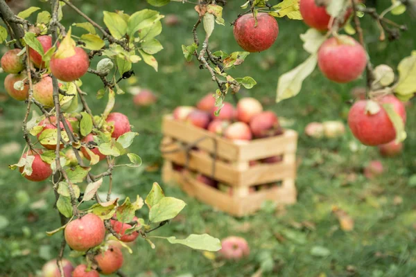 Maçãs Outono Orgânicas Frescas Uma Caixa Jardim Madeira Conceito Agricultura — Fotografia de Stock