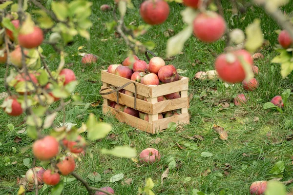 Φρέσκα Βιολογικά Μήλα Φθινόπωρο Ένα Ξύλινο Κουτί Στον Κήπο Έννοια — Φωτογραφία Αρχείου