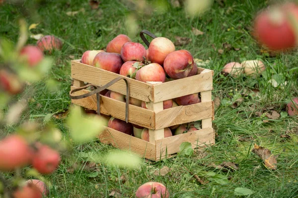 ガーデン木箱に新鮮な有機秋りんご 有機農法の概念 — ストック写真