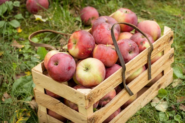 Pommes Automne Biologiques Fraîches Dans Une Boîte Jardin Bois Concept — Photo