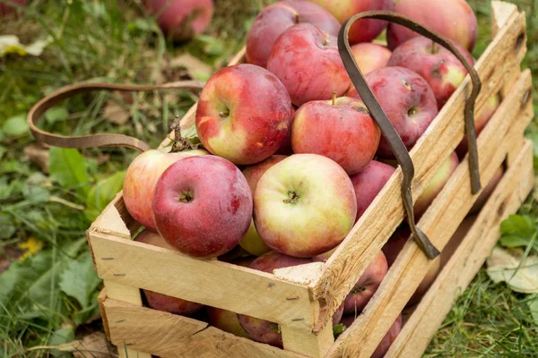 新鲜的有机秋季苹果在一个木制的花园盒子 有机耕作概念 — 图库照片