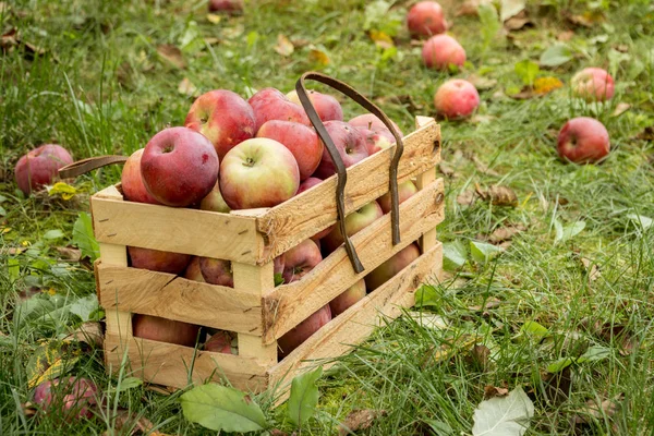 Φρέσκα Βιολογικά Μήλα Φθινόπωρο Ένα Ξύλινο Κουτί Στον Κήπο Έννοια — Φωτογραφία Αρχείου