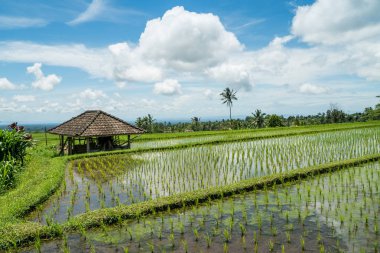 Jatiluwih pirinç terasları manzara Bali, Endonezya. UNESCO Dünya Mirası görme, Endonezya