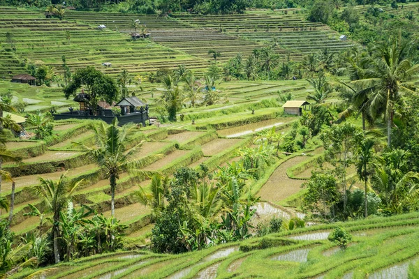 印度尼西亚巴厘岛的 Jatiluwih 水稻梯田景观 联合国教科文组织世界遗产景观 印度尼西亚 — 图库照片