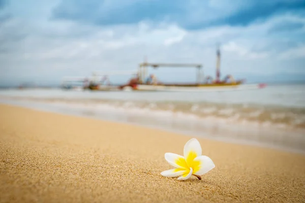 在沙滩上的沙滩上有一朵花 船在背景上 度假海滩放松的概念 — 图库照片