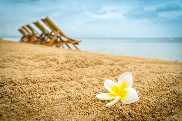 Plumeria Frangipani Λουλούδι Μια Παραλία Άμμο Άδειες Καρέκλες Φόντο Διακοπές — Φωτογραφία Αρχείου