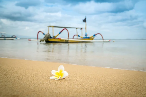 Kum Bir Plajda Plumeria Veya Frangipani Çiçek Teknede Bir Arka — Stok fotoğraf