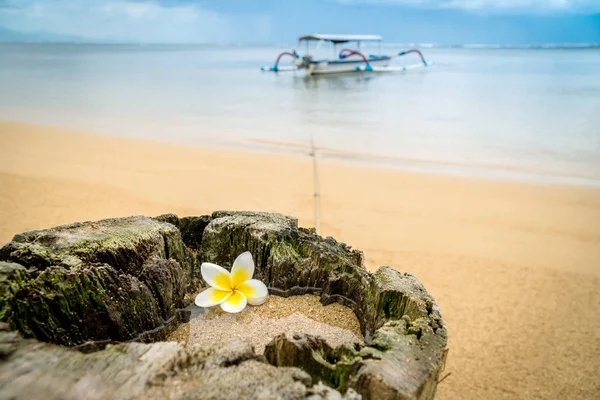 在巴厘岛萨努尔 在树桩上的一个小水坑里 有一条船绑在上面 有一朵花椰菜或弗兰基帕尼花 海洋旅行概念 — 图库照片