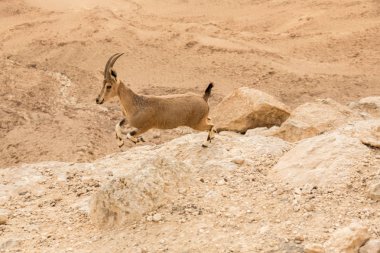 Mitzpe Ramon, Israil 'de güneş doğuşunda vahşi Ibex