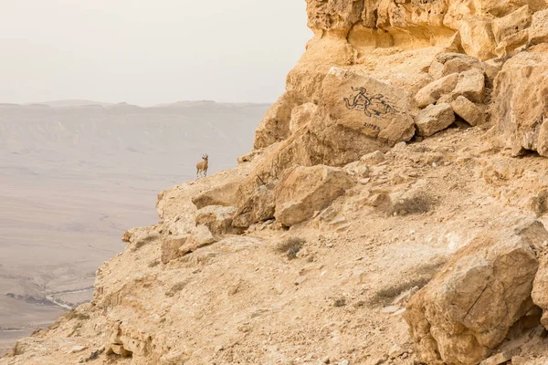 Mitzpe Ramon, Israil 'de güneş doğuşunda vahşi Ibex