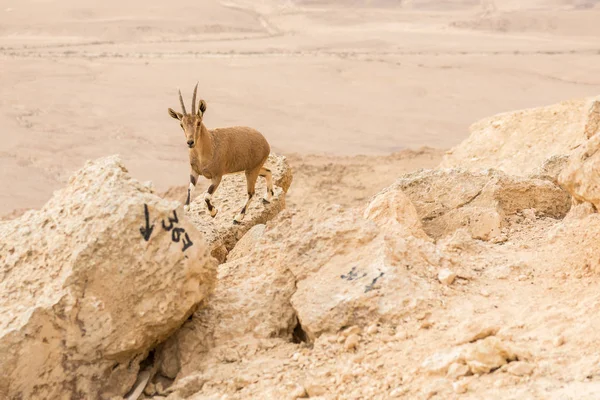 Vild Stenbock vid Sol uppgången i Negev Desert i Mitzpe Ramon, Israel — Stockfoto