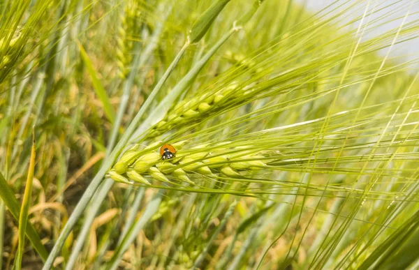 Coccinelle assise sur l'oreille de l'orge dans un champ de céréales — Photo