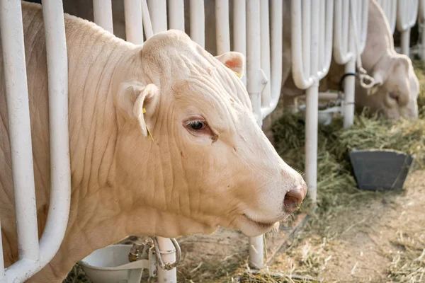 Vaca blanca en un establo comiendo heno orgánico en una granja lechera —  Fotos de Stock