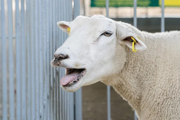 Porträtt av ett bräkande får — Stockfoto