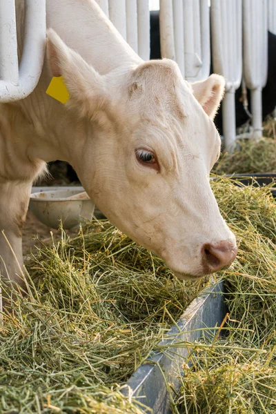 Vaca branca em um estábulo comendo feno orgânico na fazenda de laticínios — Fotografia de Stock