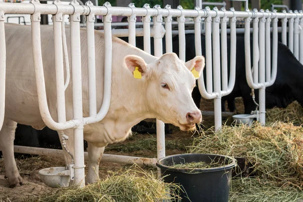 Vaca blanca en un establo comiendo heno orgánico en una granja lechera —  Fotos de Stock