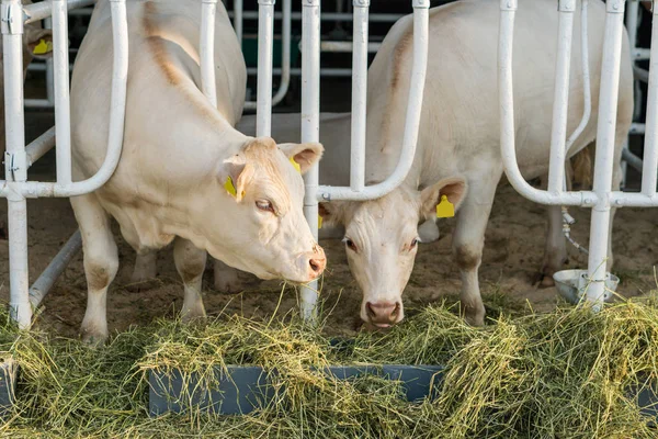 Vacas blancas en un establo comiendo heno orgánico en una granja lechera — Foto de Stock