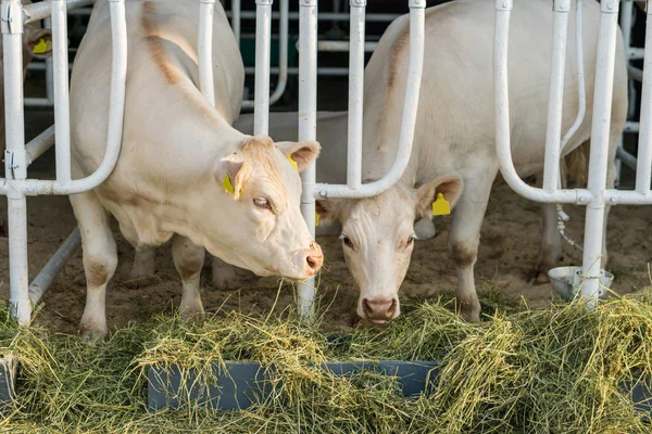 Vacas blancas en un establo comiendo heno orgánico en una granja lechera —  Fotos de Stock