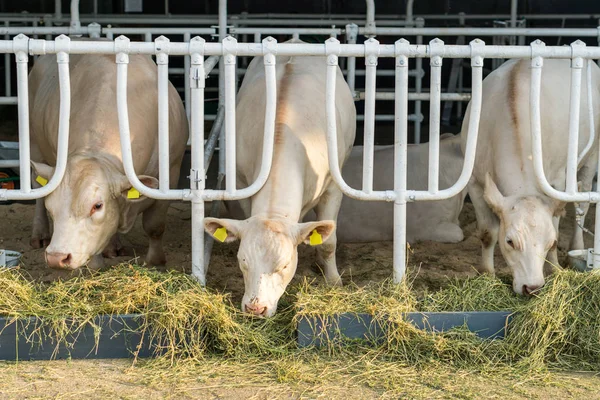 Vacas blancas en un establo comiendo heno orgánico en una granja lechera —  Fotos de Stock