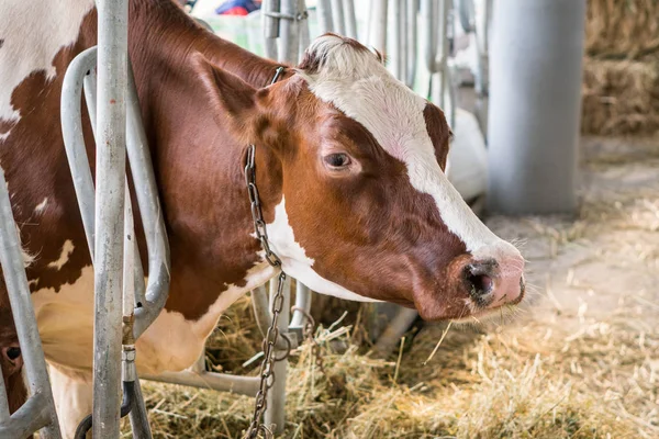 Vacas de punto marrón en un establo comiendo heno orgánico en la granja lechera —  Fotos de Stock