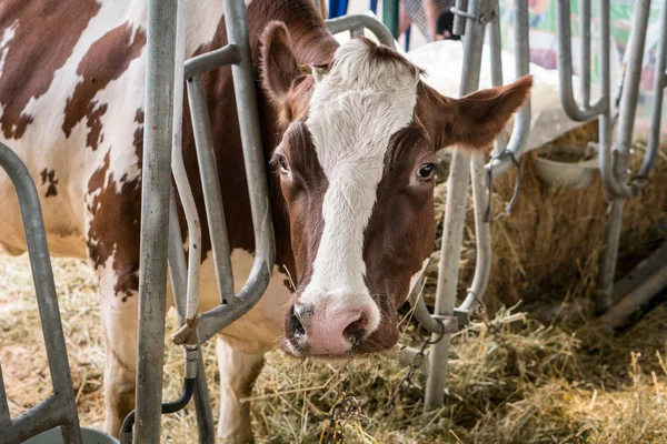 Mucche di jersey marrone in una stalla mangiando fieno biologico presso l'allevamento lattiero-caseario — Foto Stock
