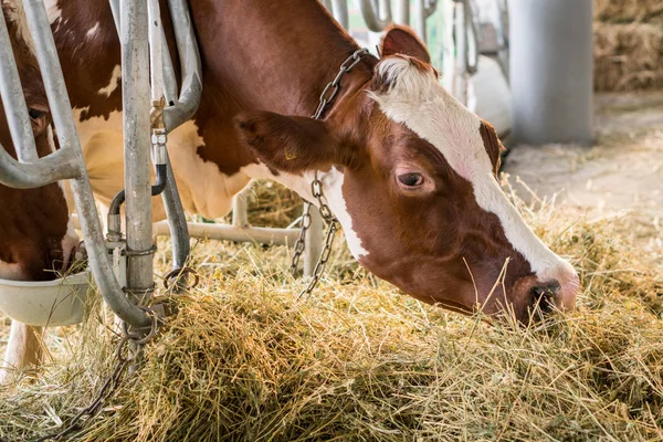 Vacas de punto marrón en un establo comiendo heno orgánico en la granja lechera —  Fotos de Stock