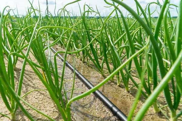 Jonge groene spruiten van UI groeien op een geïrrigeerd veld. — Stockfoto