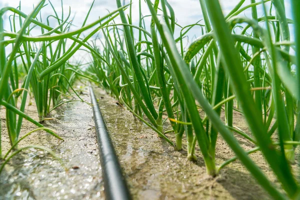 Young green sprouts of onion growing on an irrigated field. — Stock Photo, Image