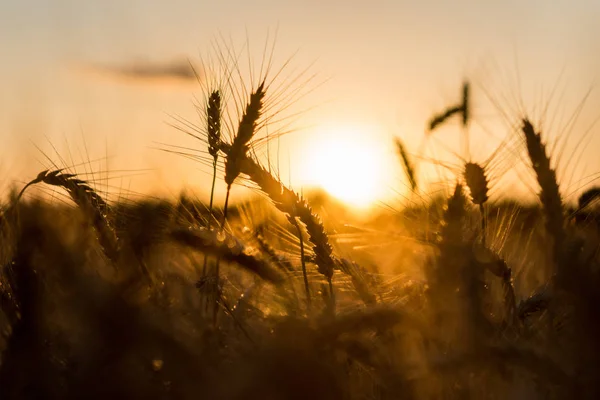 Ears of wheat on a field in a sunset rays. — Stock Photo, Image