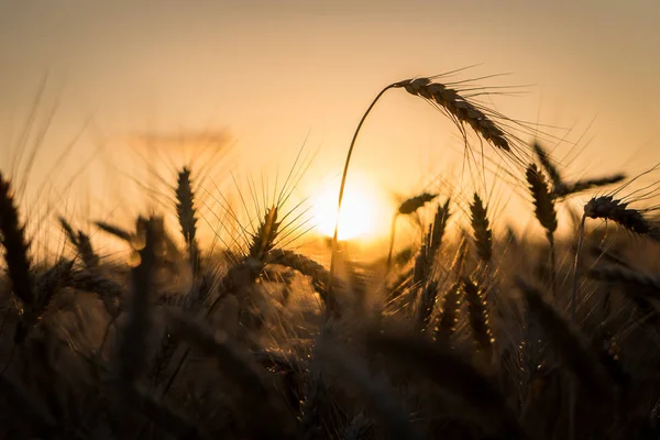 Öron av vete på ett fält i en solnedgång strålar. — Stockfoto