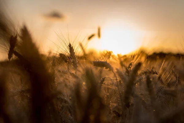 Orelhas de trigo em um campo em uns raios de pôr do sol . — Fotografia de Stock