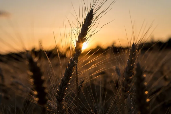 Ears of wheat on a field in a sunset rays.