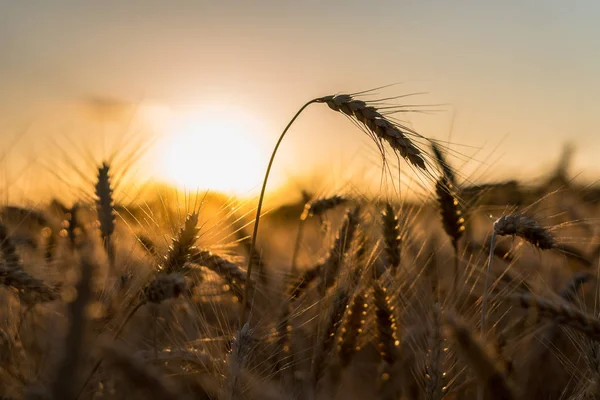 Ears of wheat on a field in a sunset rays.