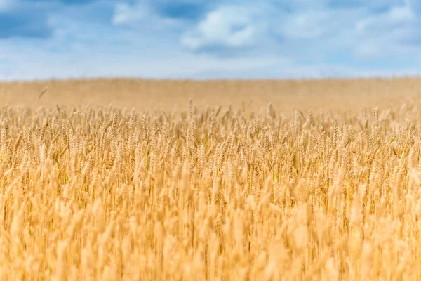 Érett Búzamező és a kék ég, a felhők — Stock Fotó