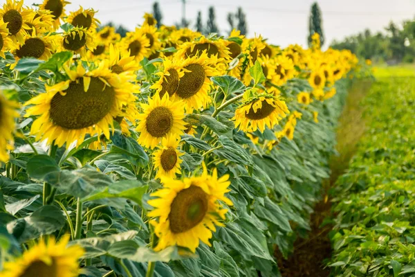 Kwitnące pole słonecznika — Zdjęcie stockowe