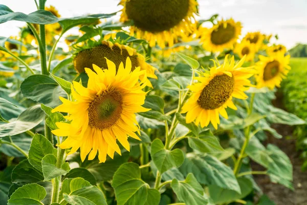 開花ヒマワリ畑 — ストック写真