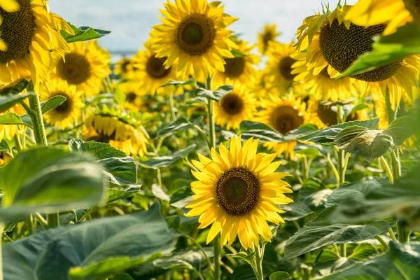 Квітучі поля соняшнику — стокове фото