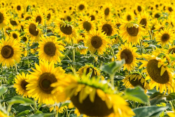 Квітучі поля соняшнику — стокове фото