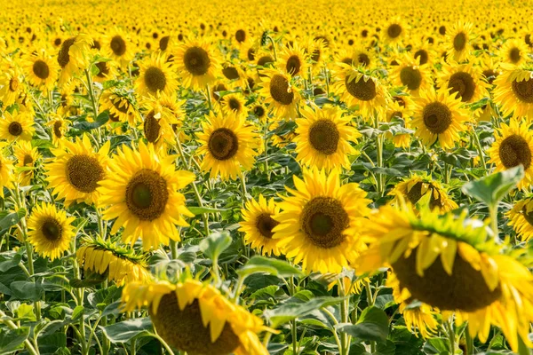 Campo de girassol florescente — Fotografia de Stock