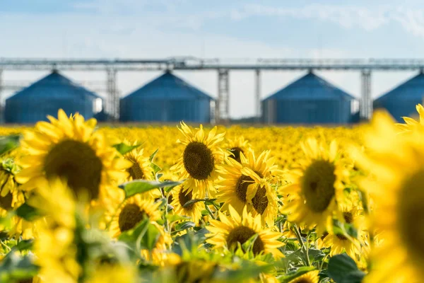 Campo de girasol floreciente con un ascensor de almacenamiento de cultivos en un bac — Foto de Stock