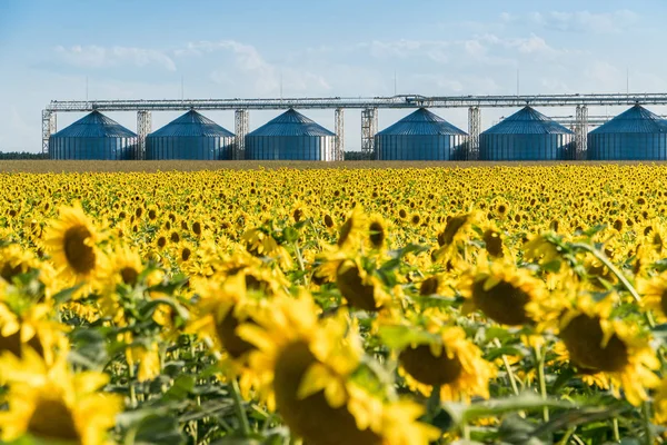 Квітуче соняшникове поле з елеватором для зберігання врожаю на спині — стокове фото