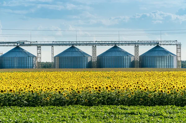 Campo de girasol floreciente con un ascensor de almacenamiento de cultivos en un bac — Foto de Stock