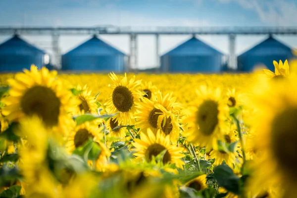 Kwitnące pole słonecznika z windą przechowywania upraw na BAC Obrazy Stockowe bez tantiem