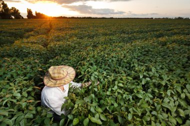 Çiftçi gün batımından önce soya tarlası teftiş