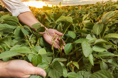 Agronomist soya fasulyesi bitkileri teftiş